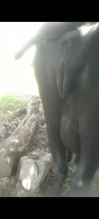 વેચવાની