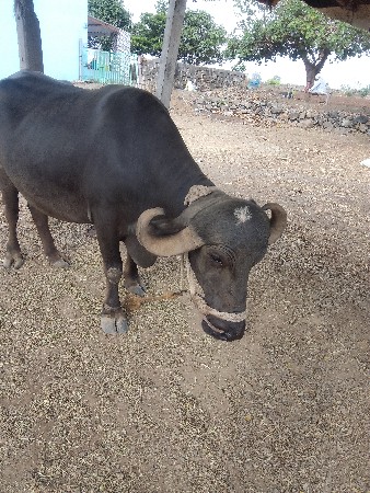 ભેંશ વેચવા ની છે
