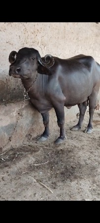વેચવાની છે