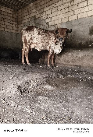 ગાય વેસવાની છે