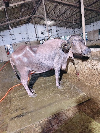 કુંડી ભેંસ આપવાની છે
