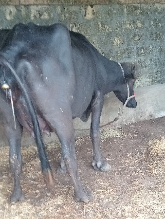 વેસવાની છે