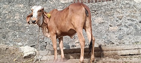 2 વાછડીયુ દેવા ની છે