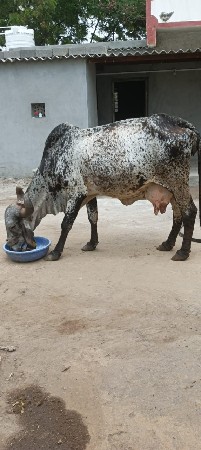 ગાય