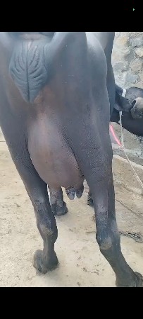 પેલા વેતર માં સે A1 ખડાઈ