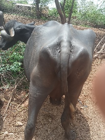 ભૅસ વૅછવાનિ છૅ