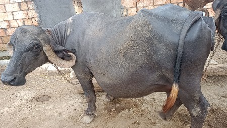 ભેંસ વેચવાની છે