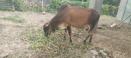 ગાય વેસવાની સે