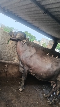 બે ભીહુ વેસવાની સે