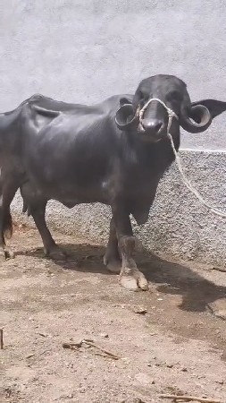 લેવી હોય ઈજ ફોન કરે ખોટા નય
