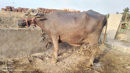 ભેંસ વેચવાની છે.
