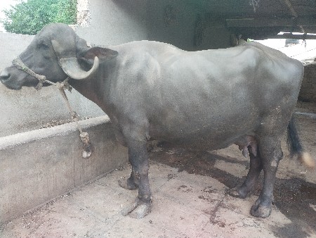 ભેશ વેચવાની