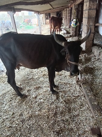 ગીર ક્રોસ 1