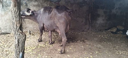 આ ભેંસ વેચવાની છે ગામ વડાળા