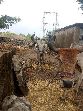 સાવ સોચા