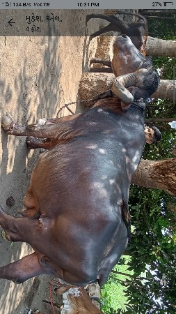 ભેસ વેચવાની છે