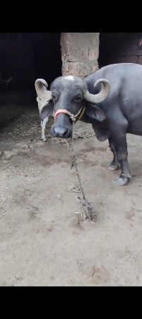બીજું વેતર છે