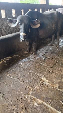 બે ભેંસ વેચવાની છે