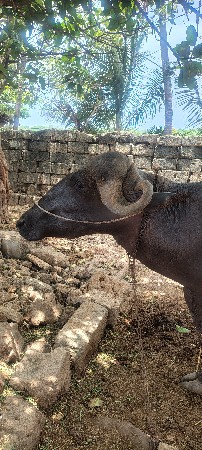 ભેંસ વેસવાની છે.