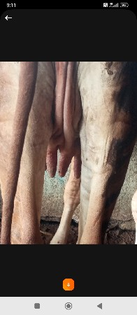 હોડકી વેચવાની છે પેલુ વેતર ની