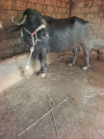 bhesh veshva ni se