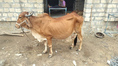 ફ્રી માં ગાયૂ આપી દેવાની છે