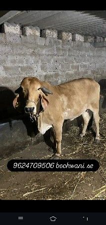 ગીર ગાય ૬ મહીના ધાભણ પેલુ વેતર