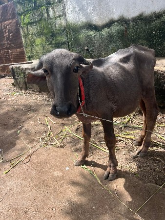 પાડી વેચવાની છે
