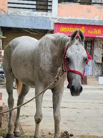 રોજી ઘોડી