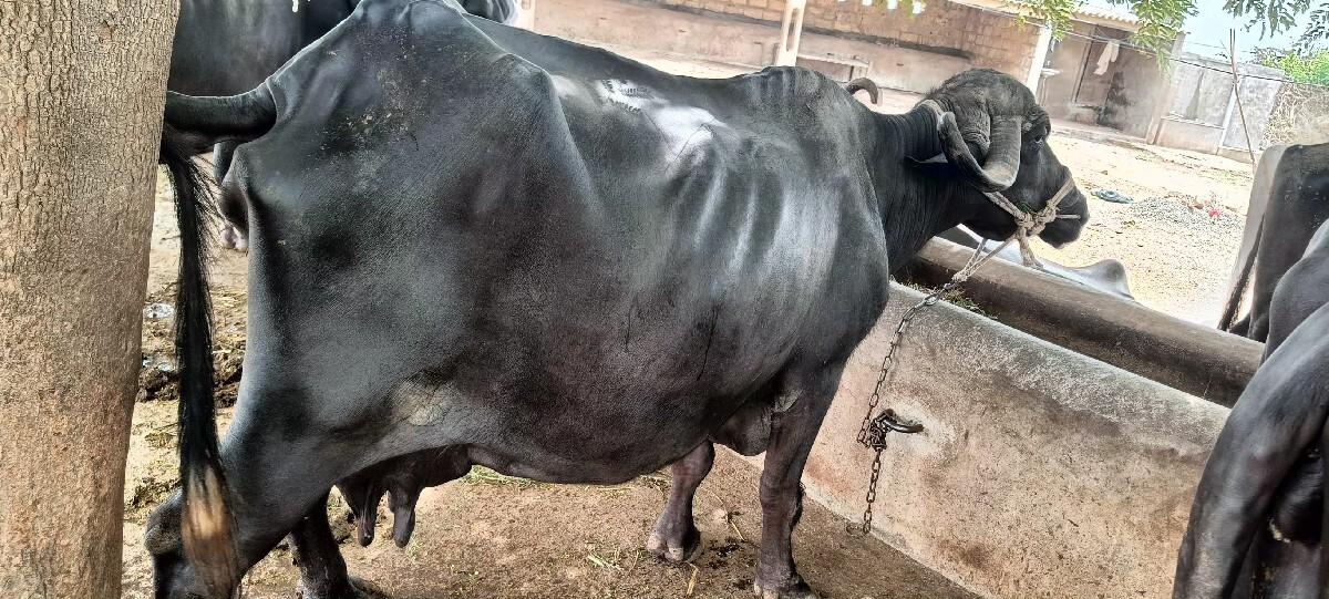 ભેંશ વેચવા ની છે.