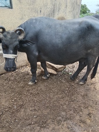 ભેસ