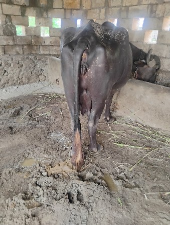 ભેશ વેચવાની છે.