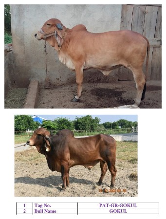 વાસડો ફીમા આપવા ને છે