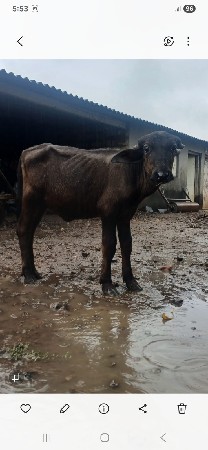આ.જાફરી.પાડી.દેવાનિછે