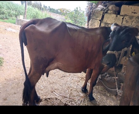 જર્સી ગાય વેચવાની છે