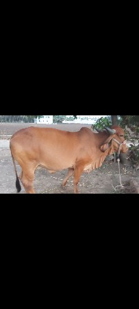 ગાય વેચવાની છે