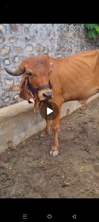 ગિર્ ગાય વેચવાની છે