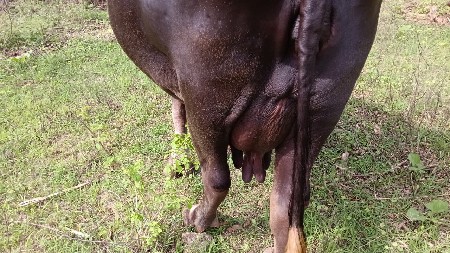 ભેંસ વેચવા ની છે