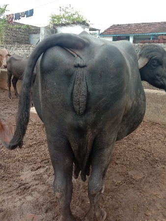 ભેંસ વેચવાની છે