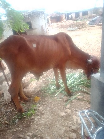 સુત્રાપાડા