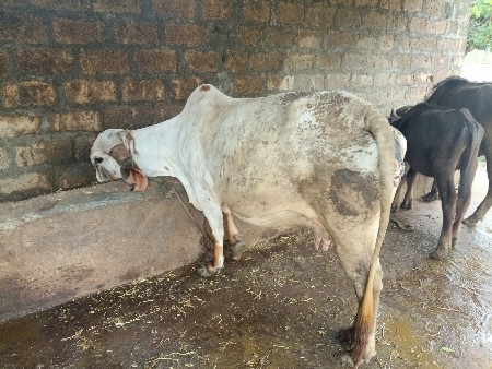 ગાય વેચવાનિ છે