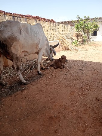 ગાય વેચવાણી