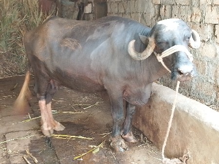 ભેસ વેચવાનીછે...બીજુ વેતર..વિયાસે
