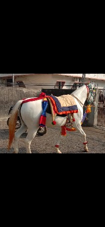 આ ઘોડી વેચવાની છે