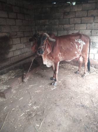 ગાય વેચવાની છે