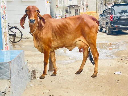 પેલુ વેતર હોડકી વેચવાની છે