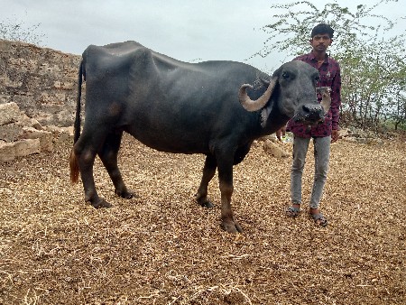 આભેસ વેસવાની સે