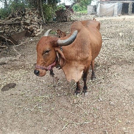 ગાય વેચવાની છે