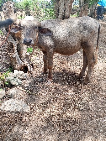 ભૂરો પાડો વેચવાનો સે