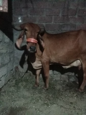 ગાય વેચવાની છે